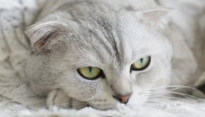 仙途赠点卡_仙途赠点卡号 仙途官网下载 仙途新手卡怎么用 仙途官网下载